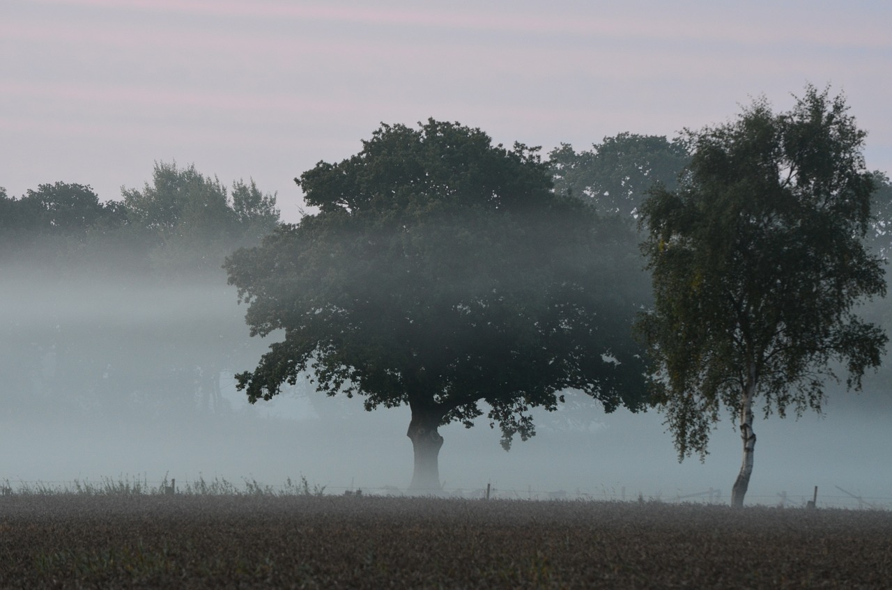 fog fog items morgenstimmung free photo