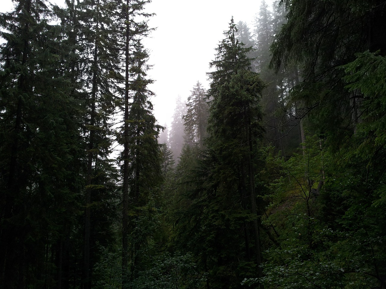 fog forest mountains free photo