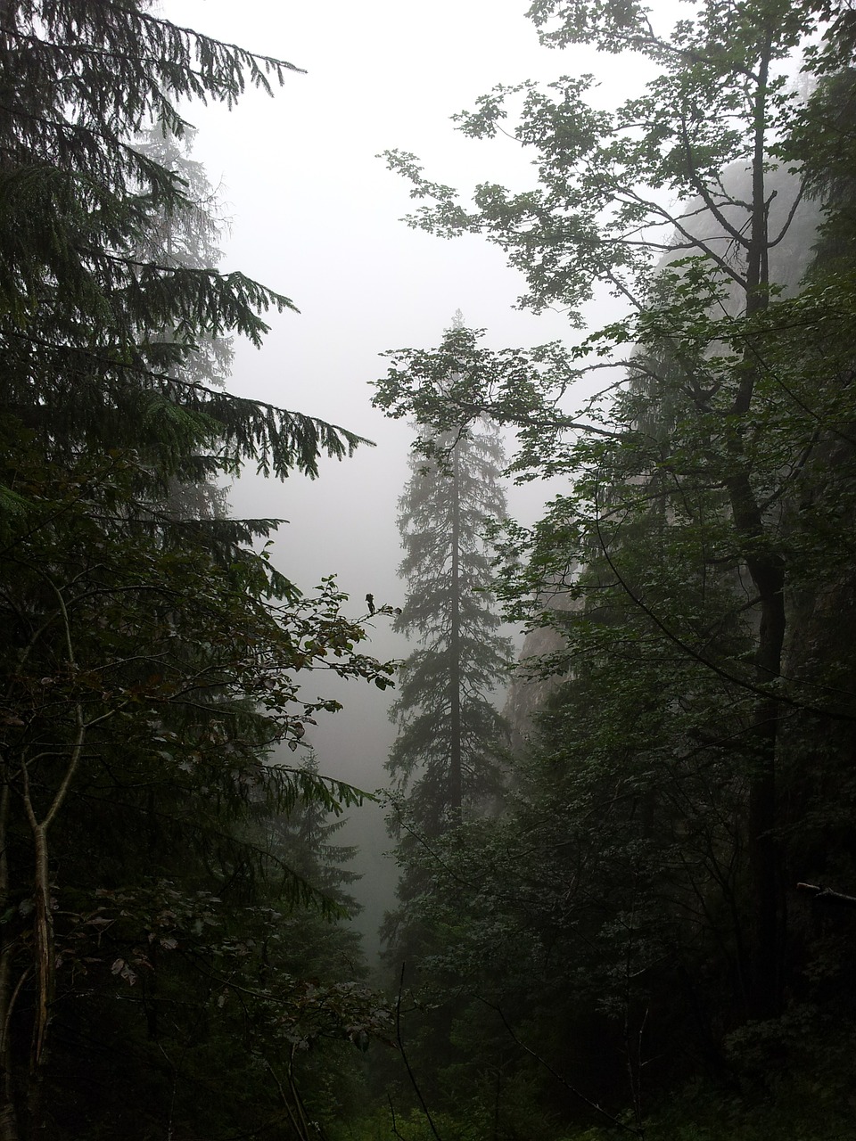 fog forest mountains free photo