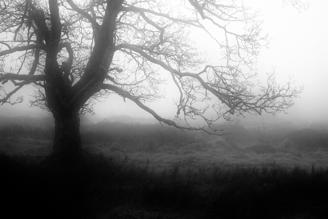fog autumn mystical free photo