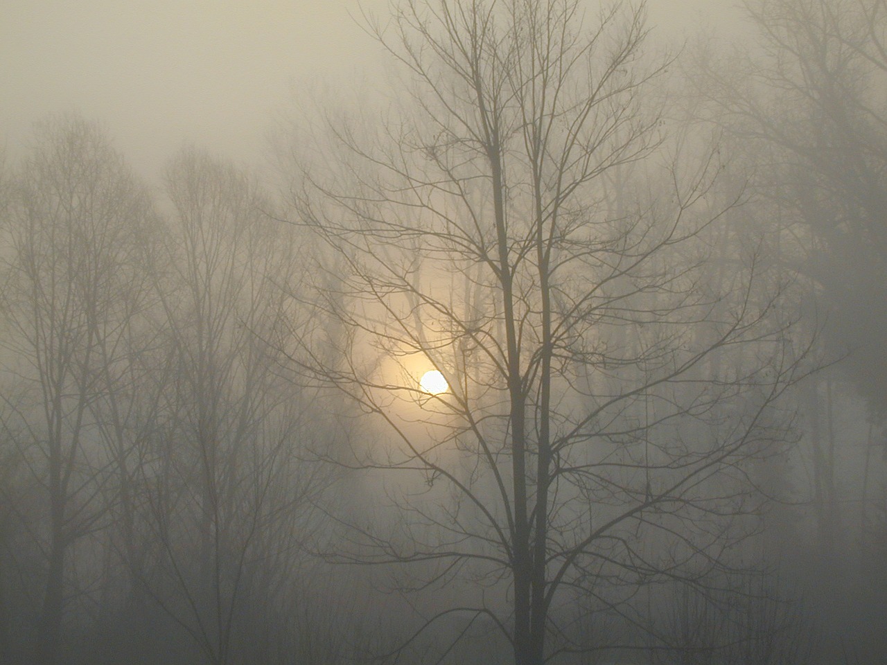 fog trees nature free photo