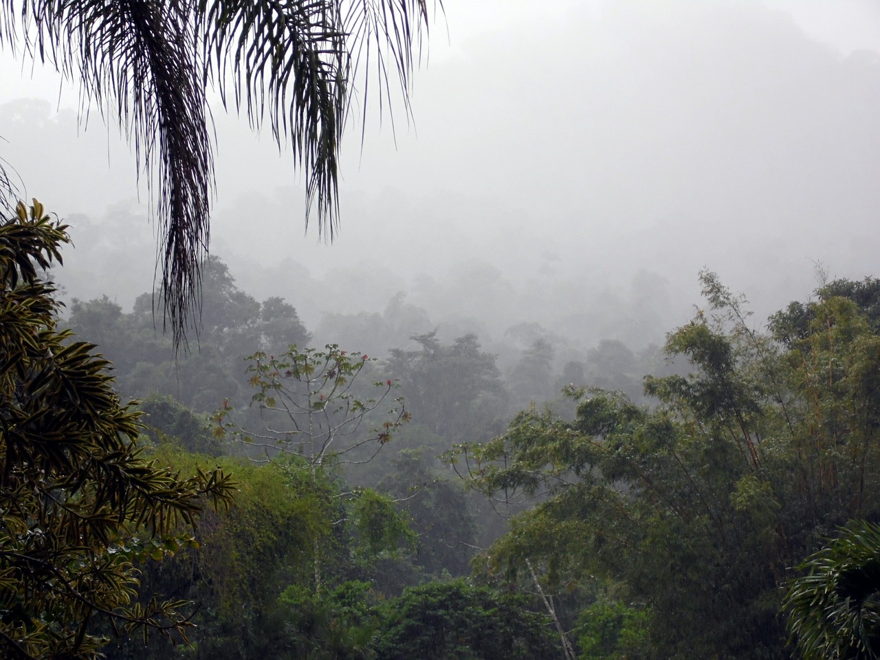 fog jungle forest free photo