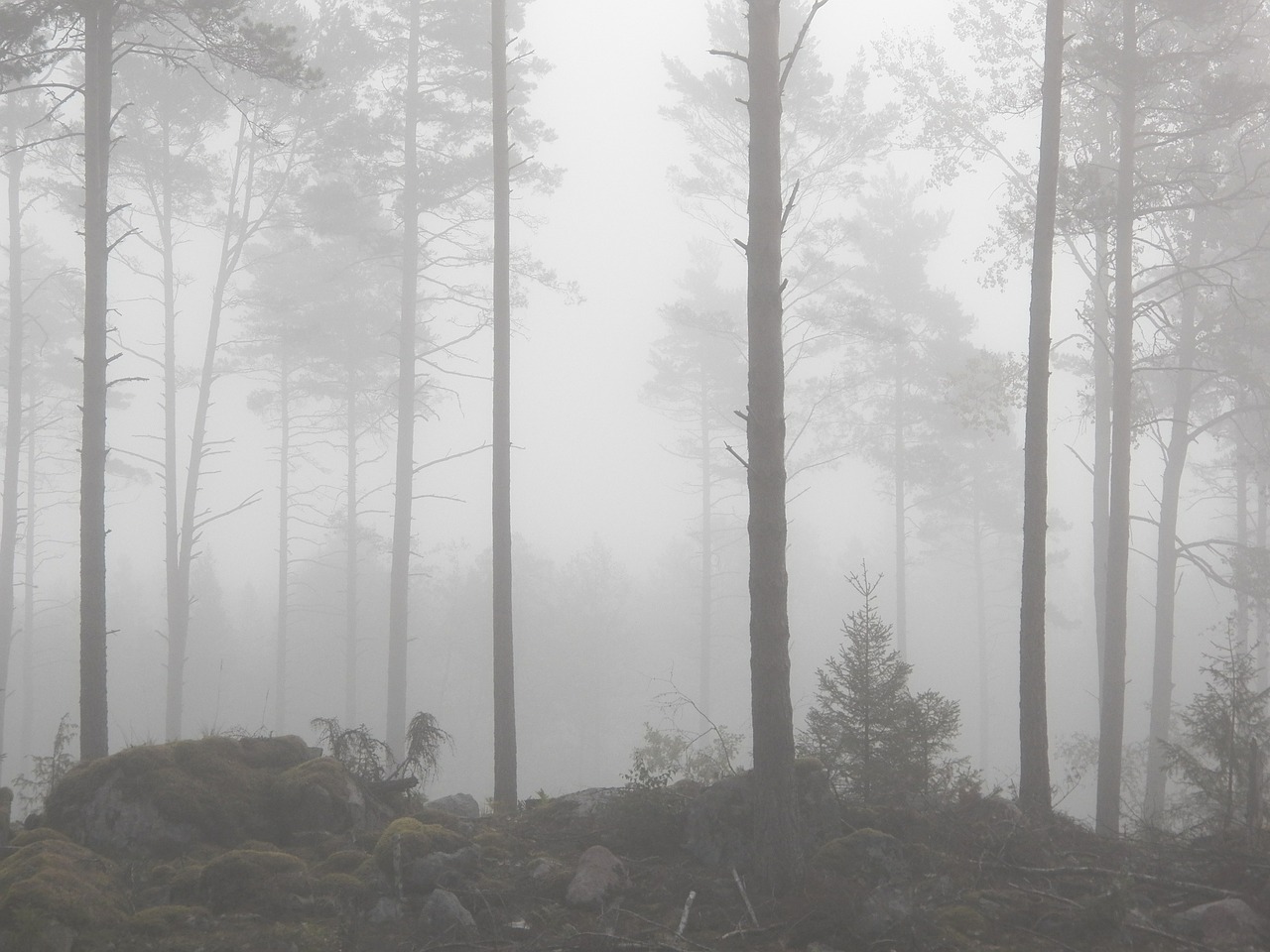 fog forest foggy free photo