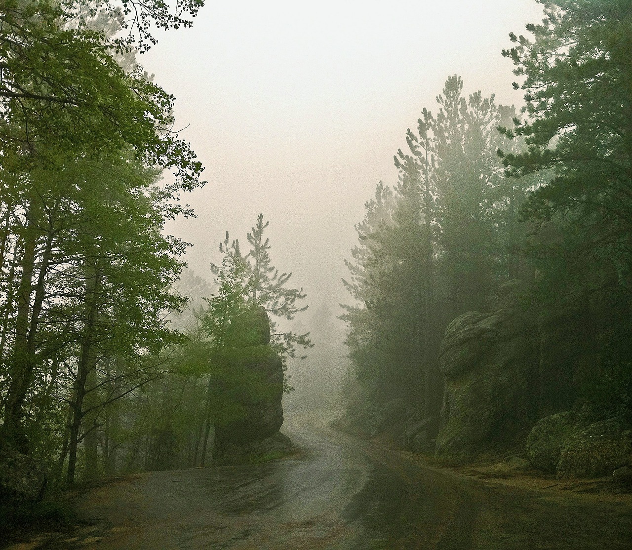 fog trees mist free photo