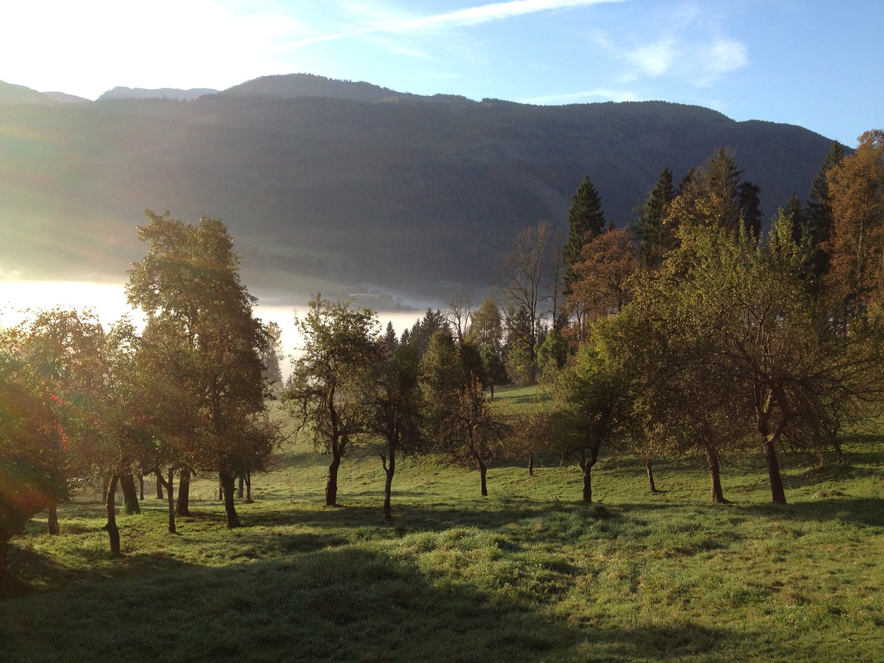 fog autumn morning free photo