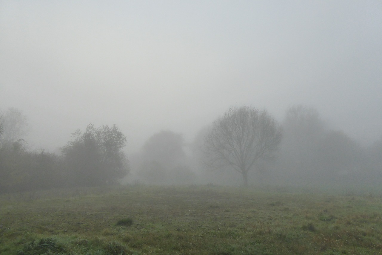 fog landscape trees free photo