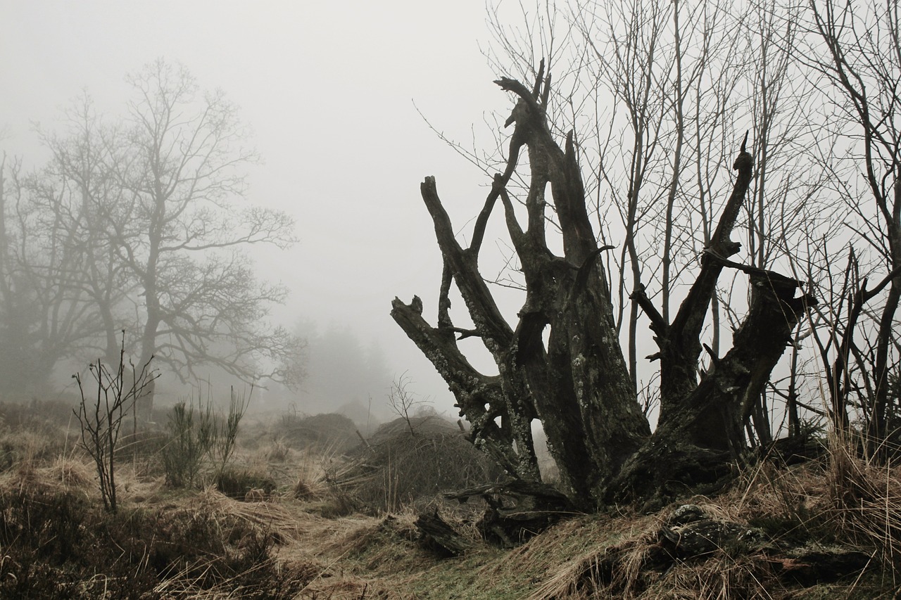 fog root tree root free photo