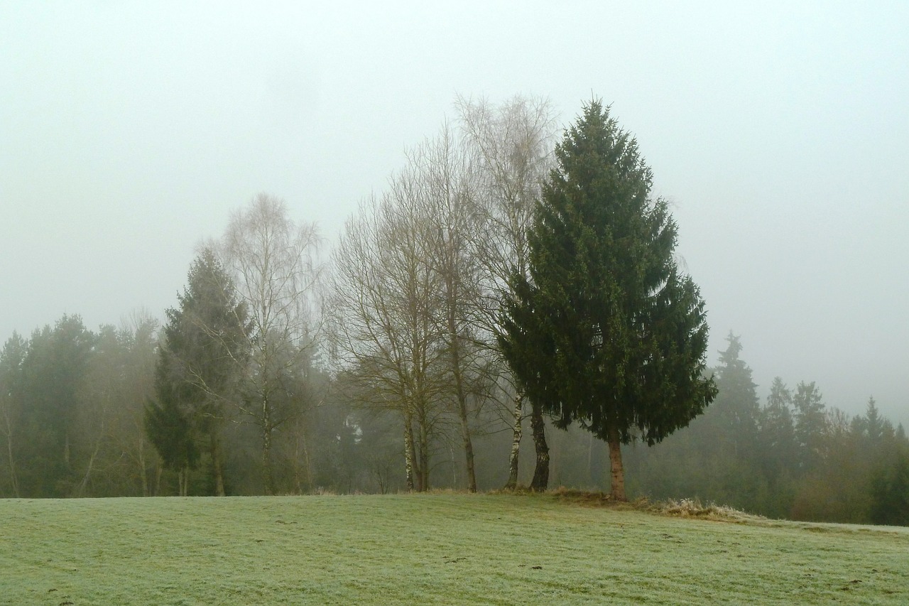 fog november tree free photo