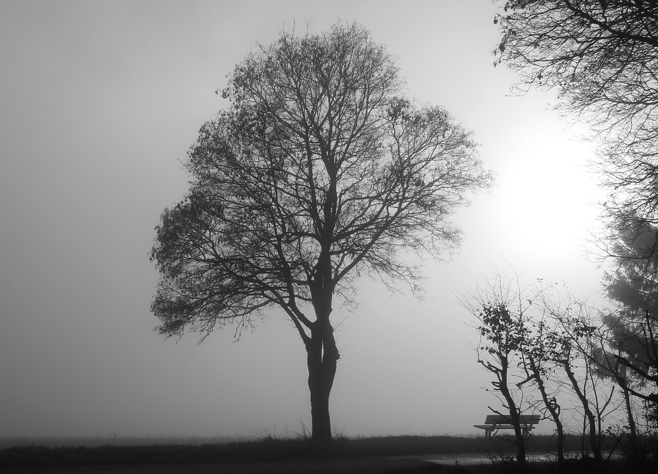 fog tree mood free photo