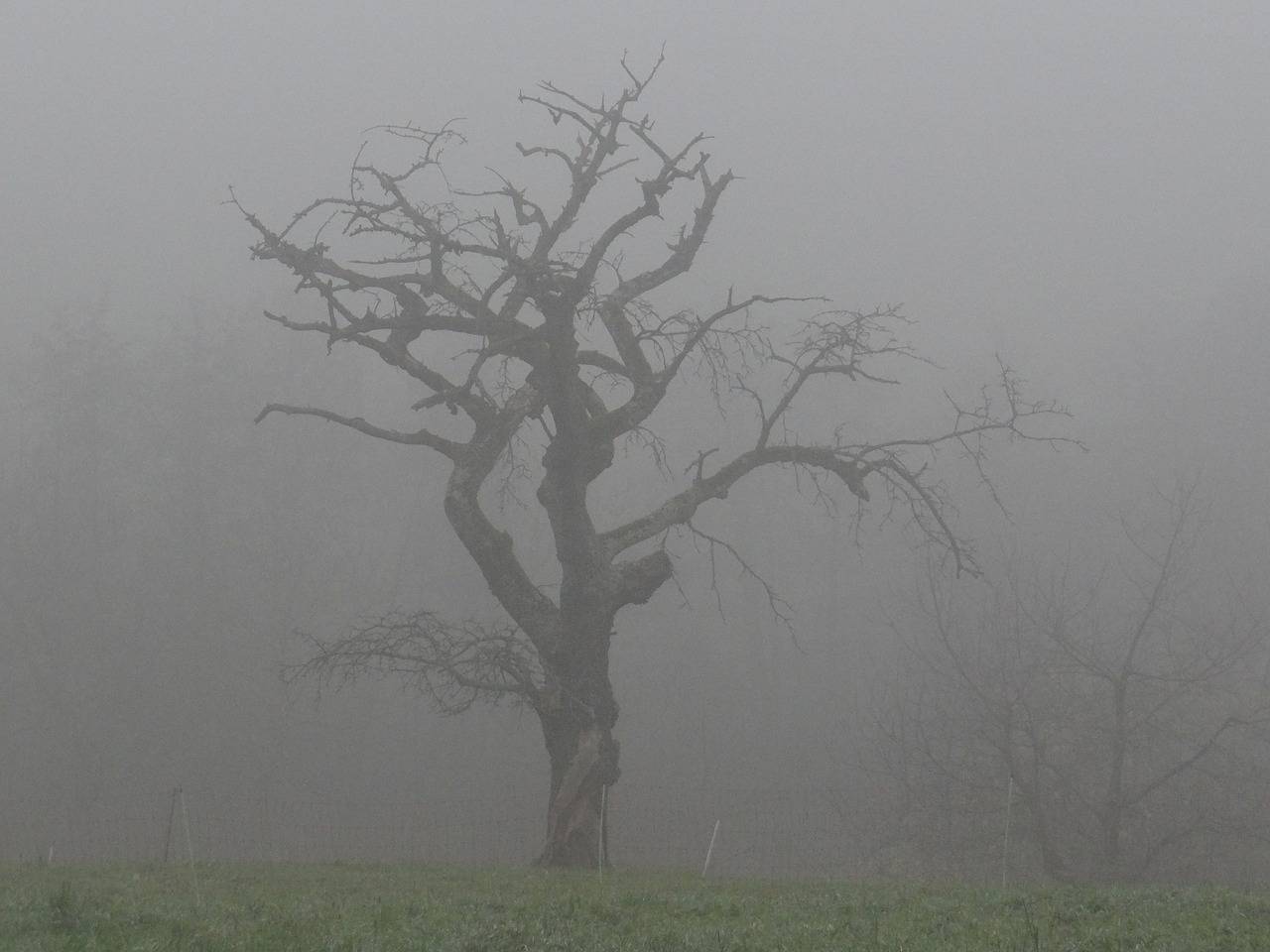 fog tree colourless free photo