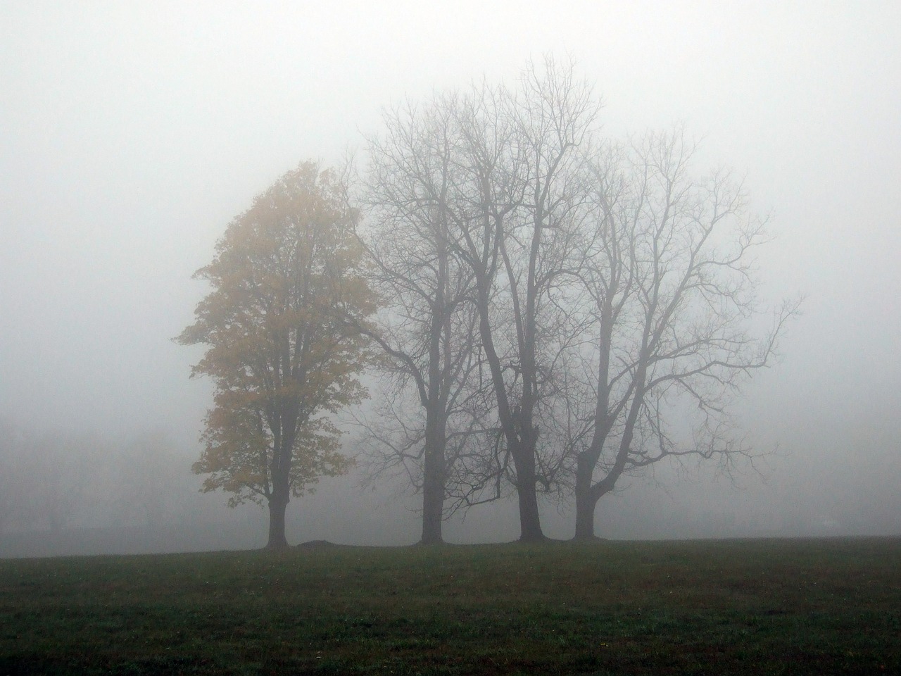 fog travel trees free photo