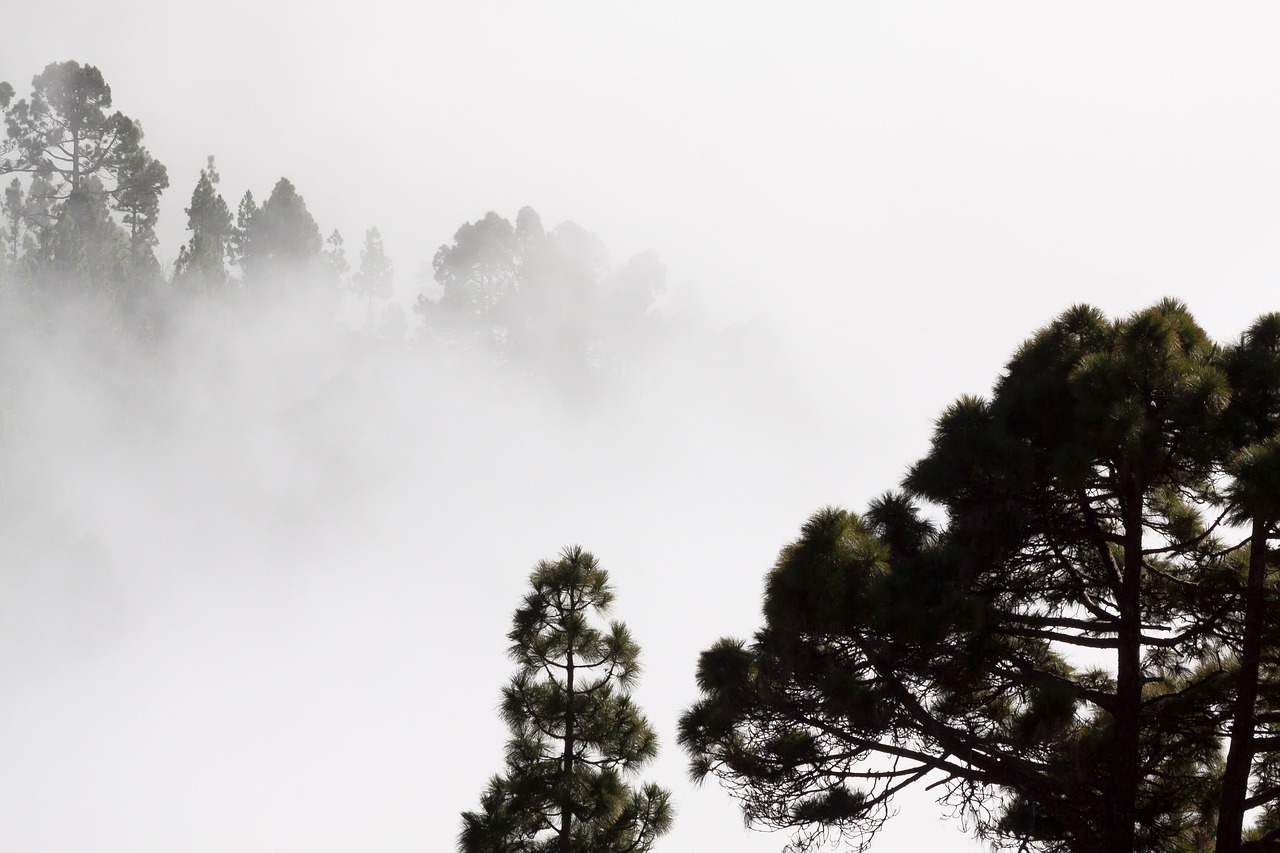 fog outlines pine free photo
