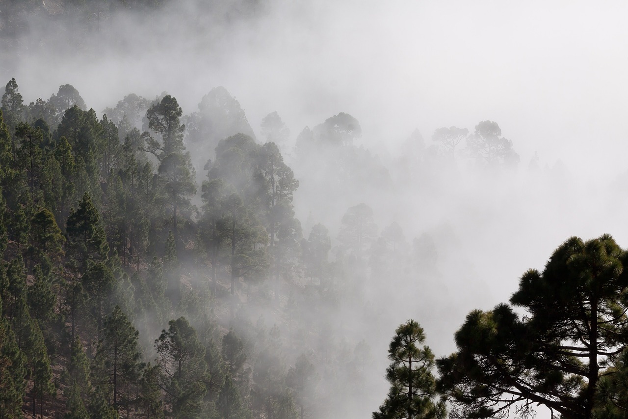 fog outlines pine free photo