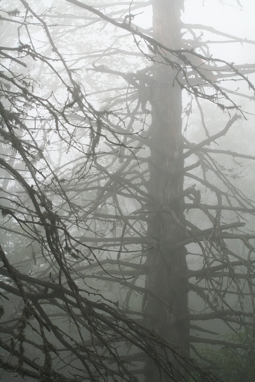 fog tree mountain free photo