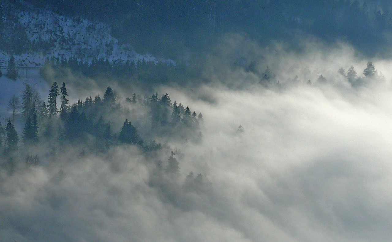 fog nature firs free photo