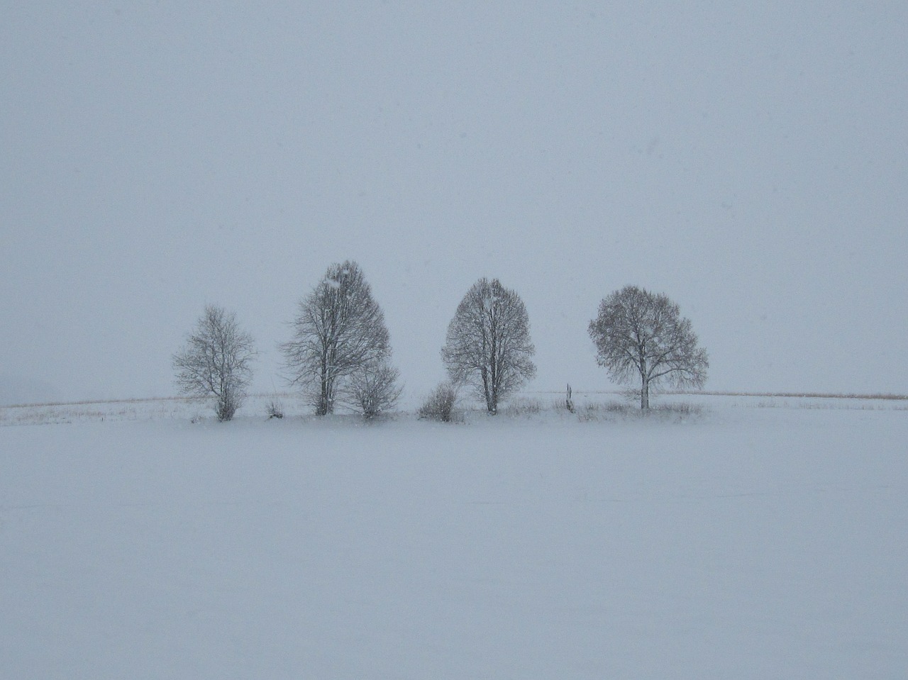 fog snow trees free photo