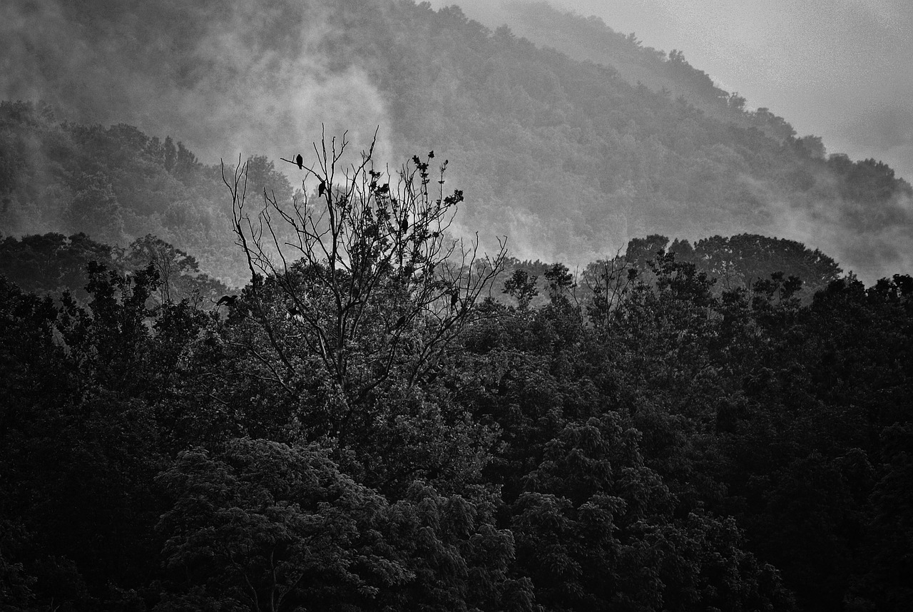 fog mountains vultures free photo