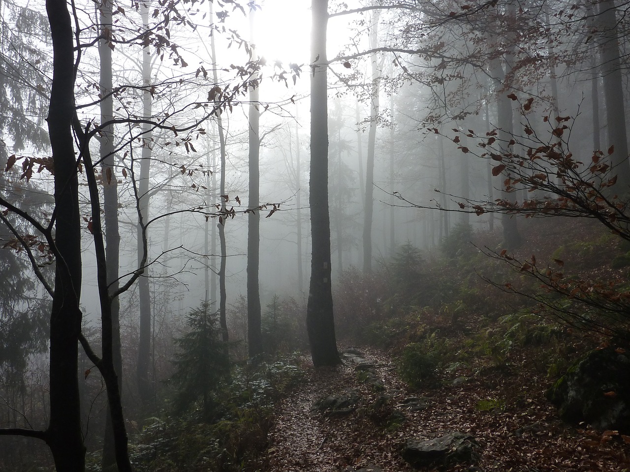 fog forest trees free photo