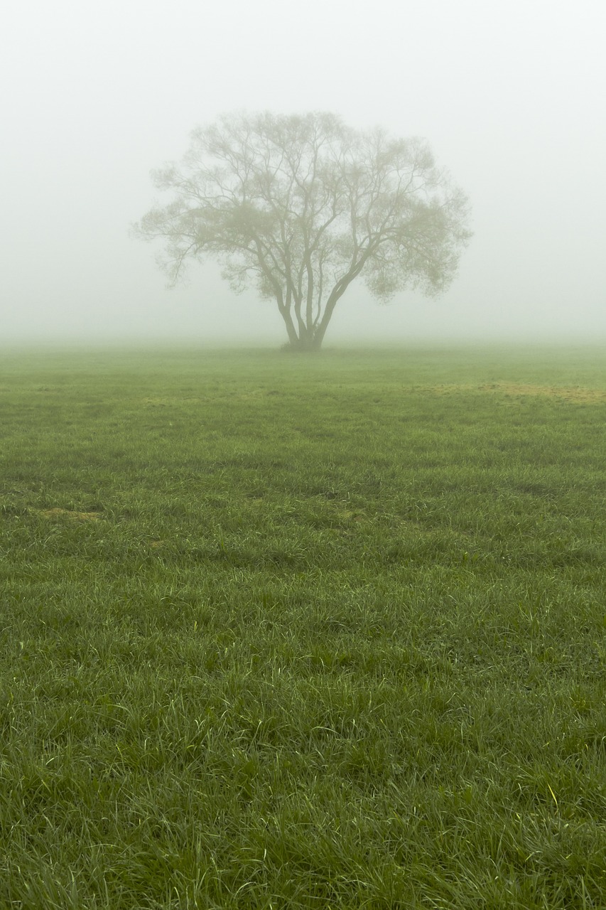 fog mist tree free photo