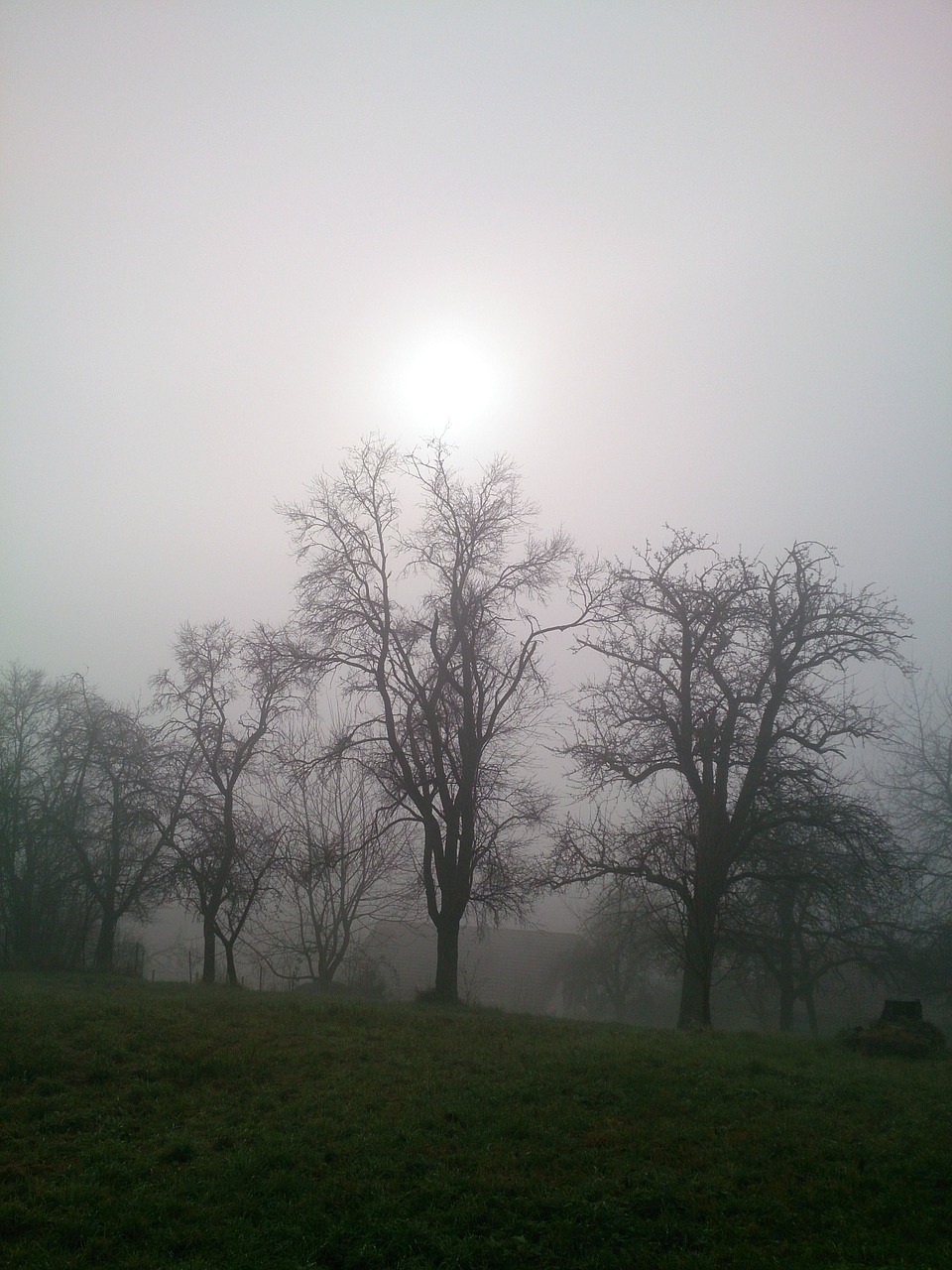 fog meadow trees free photo