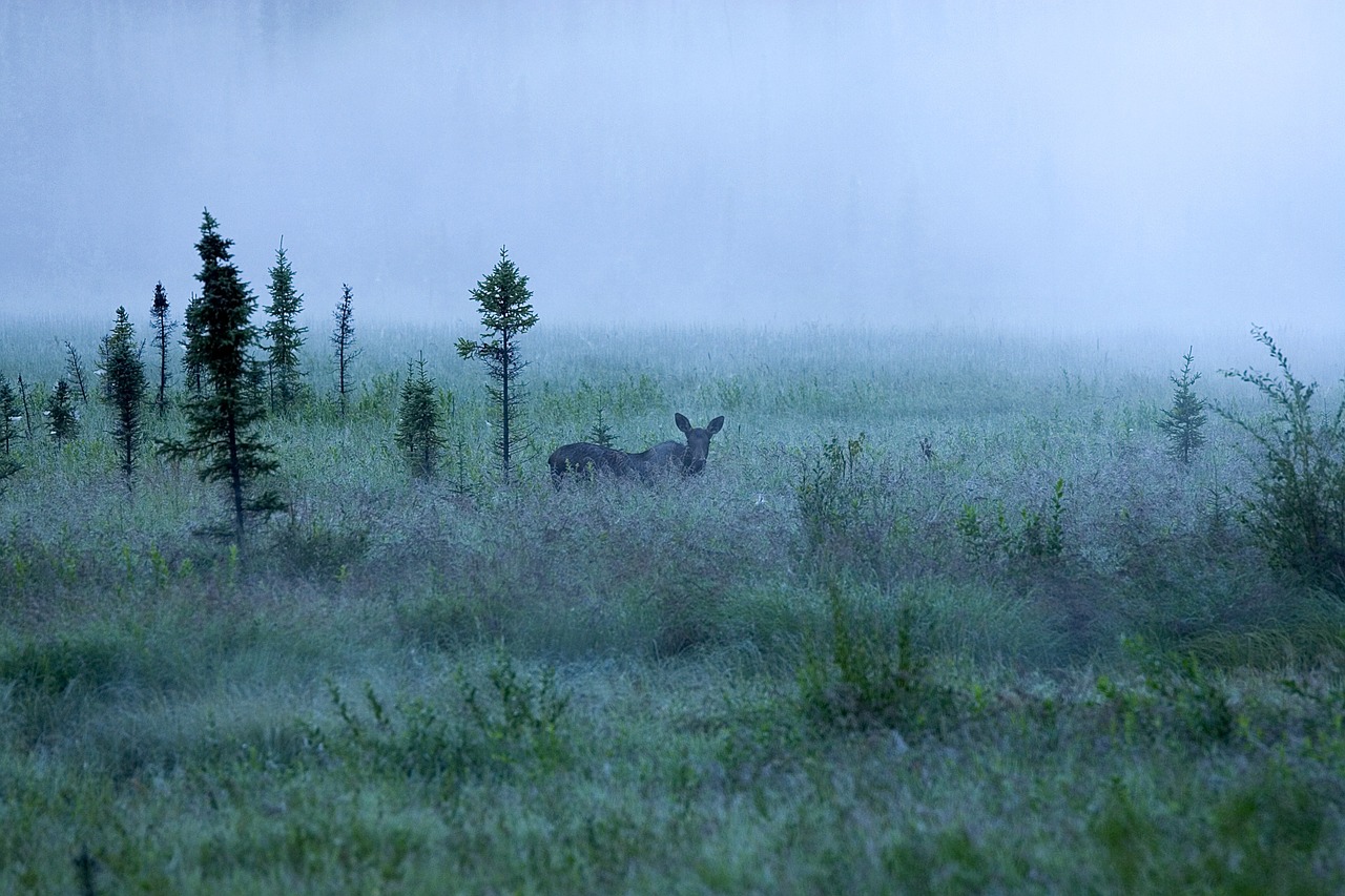 fog moose landscape free photo