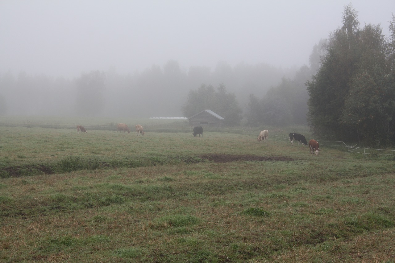 fog mist morning free photo