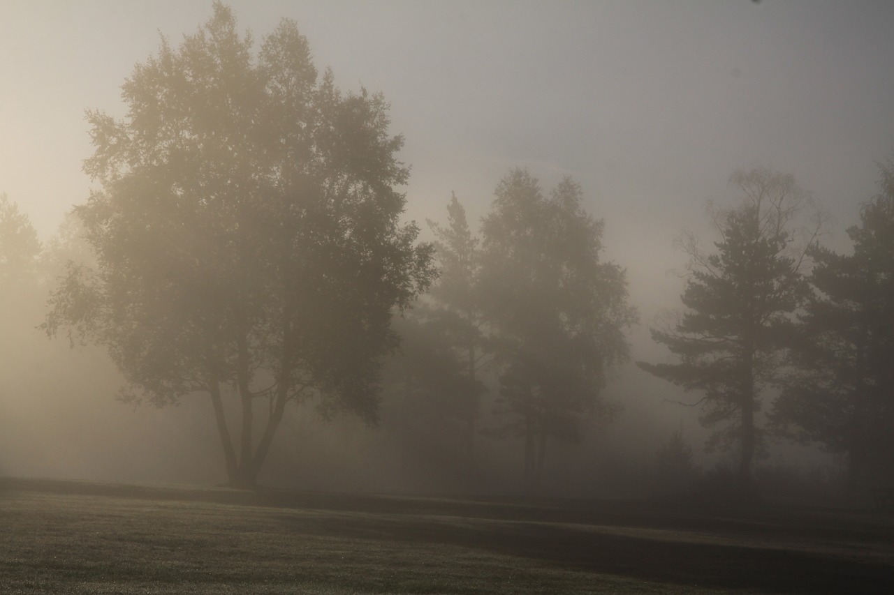 fog nature morning free photo