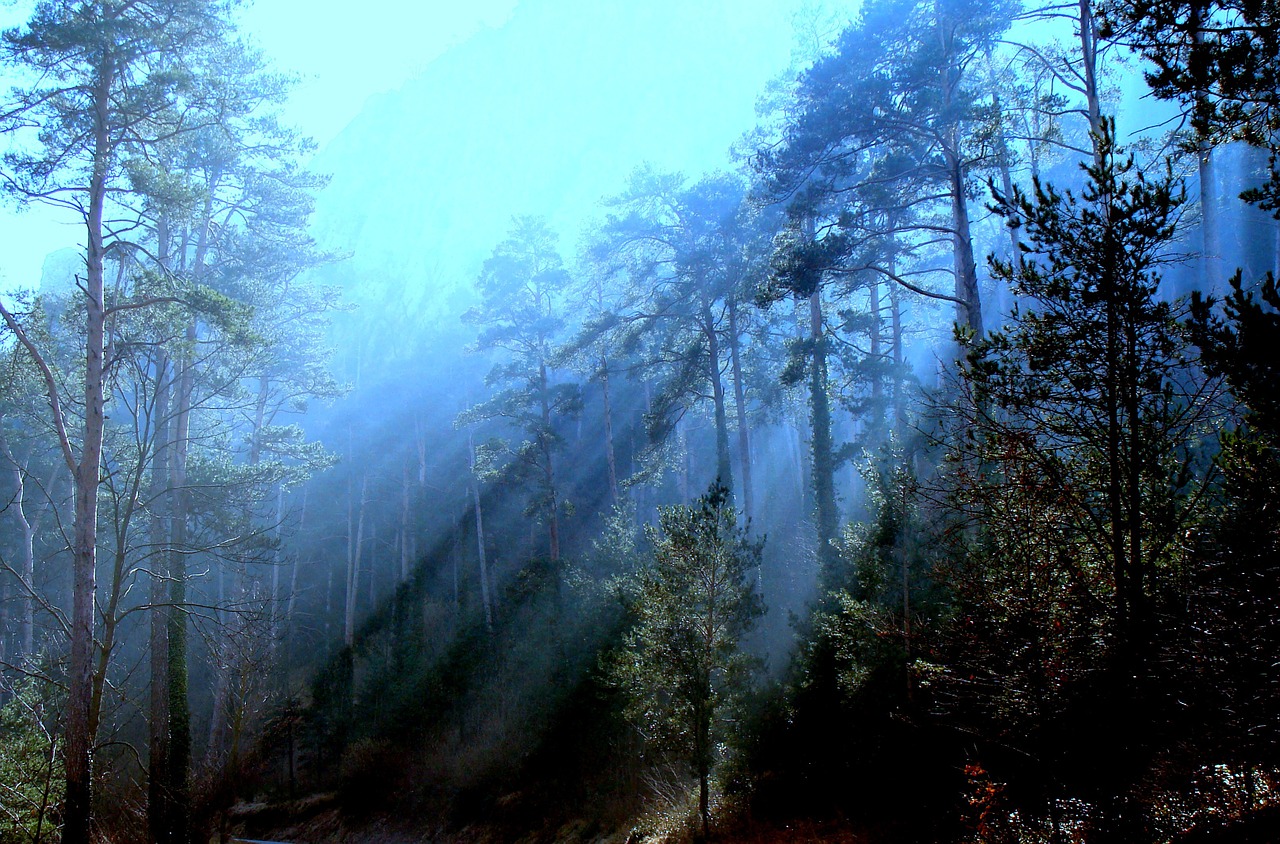 fog trees nature free photo