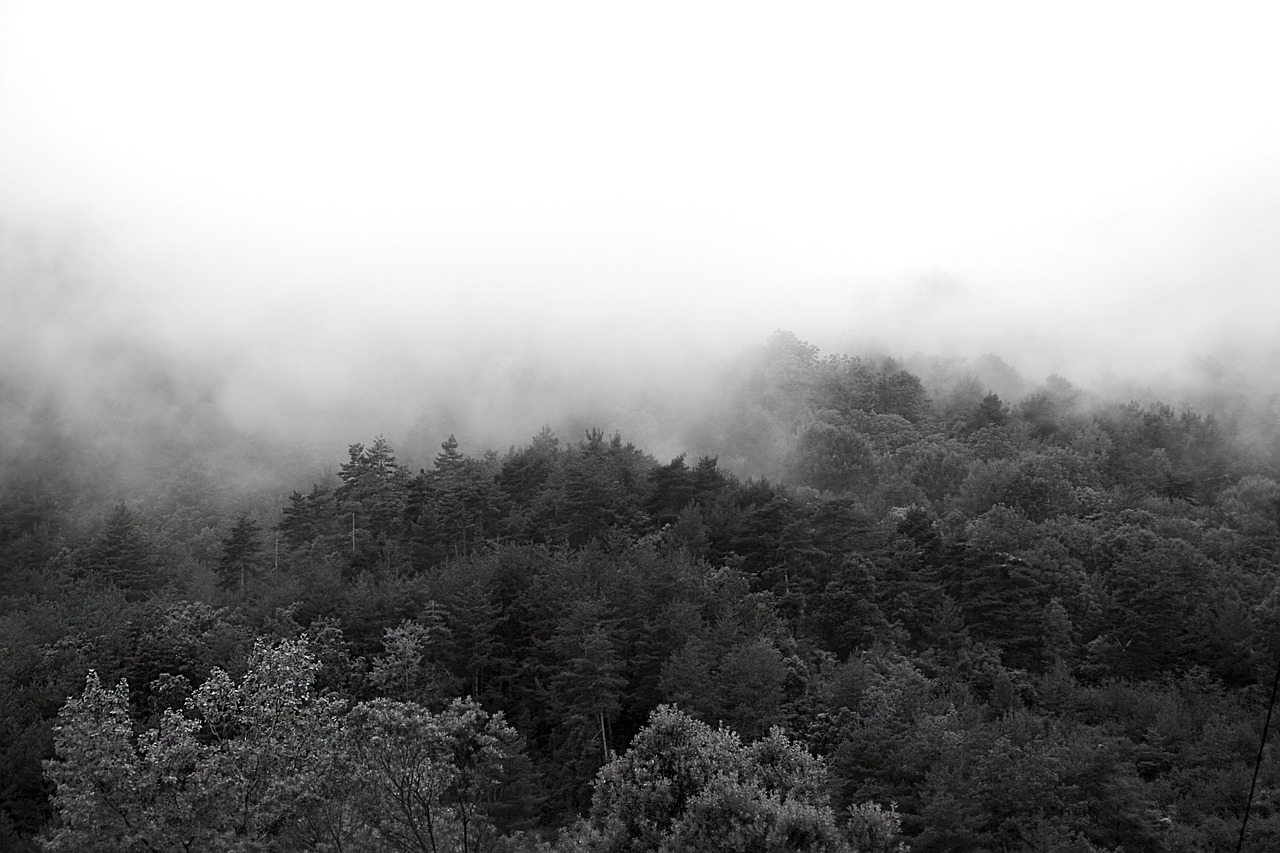 fog trees forest free photo