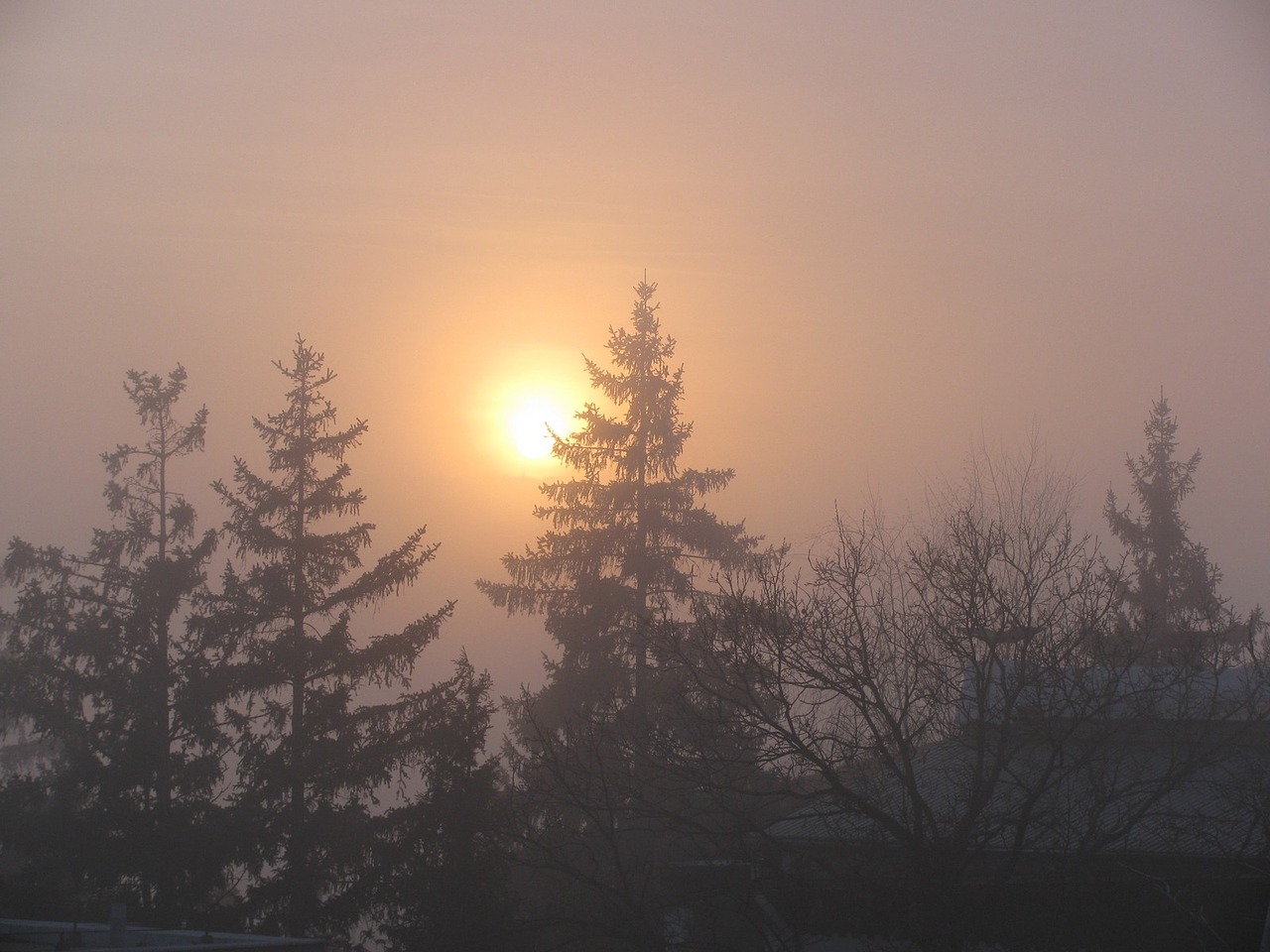 fog sunset pines free photo