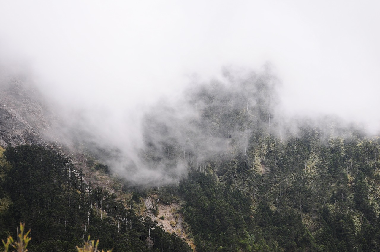 fog mountain acacia hill free photo