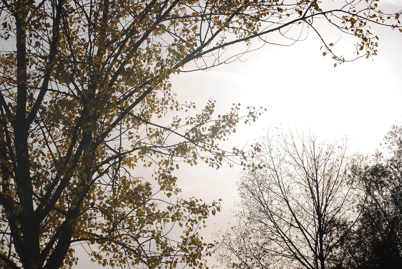 fog colourless tree free photo