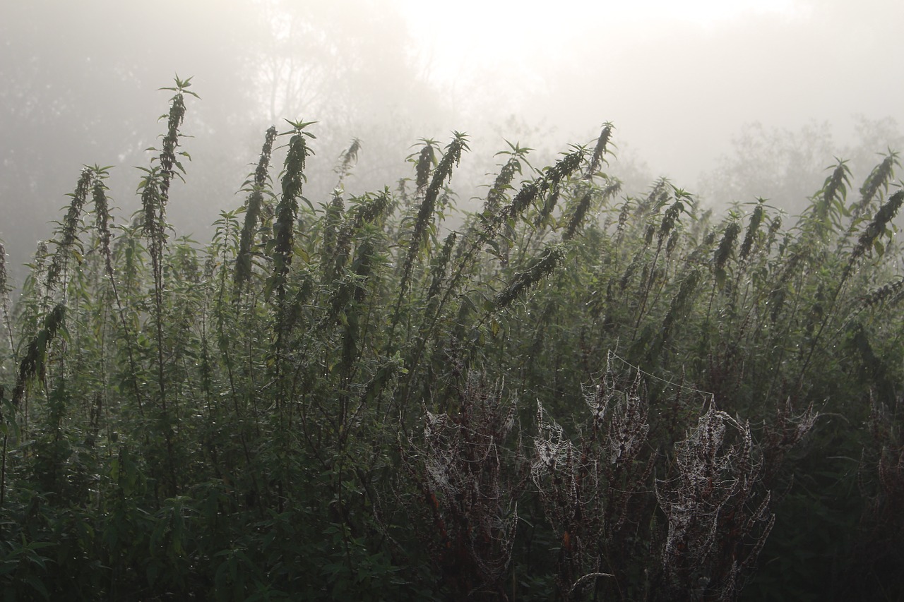 fog plant nature free photo