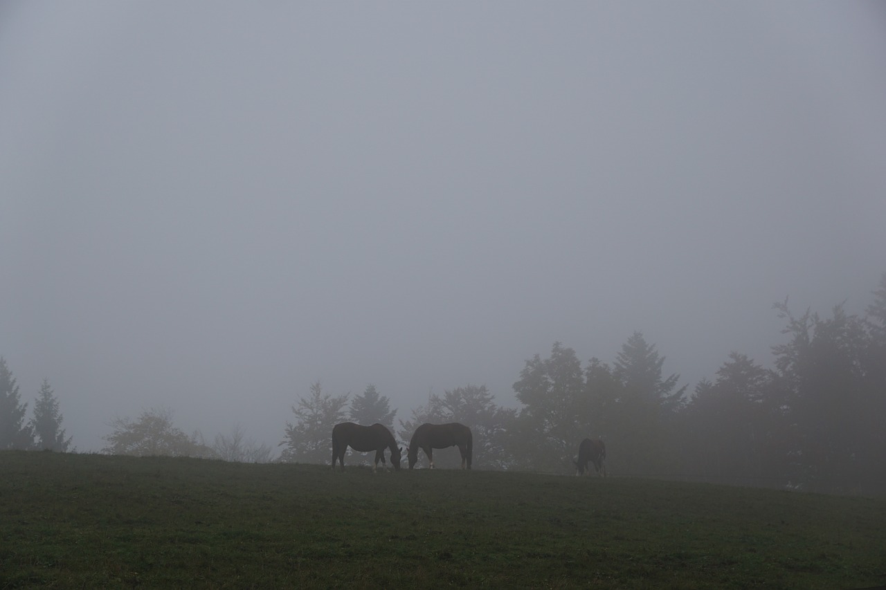 fog meadow horse free photo