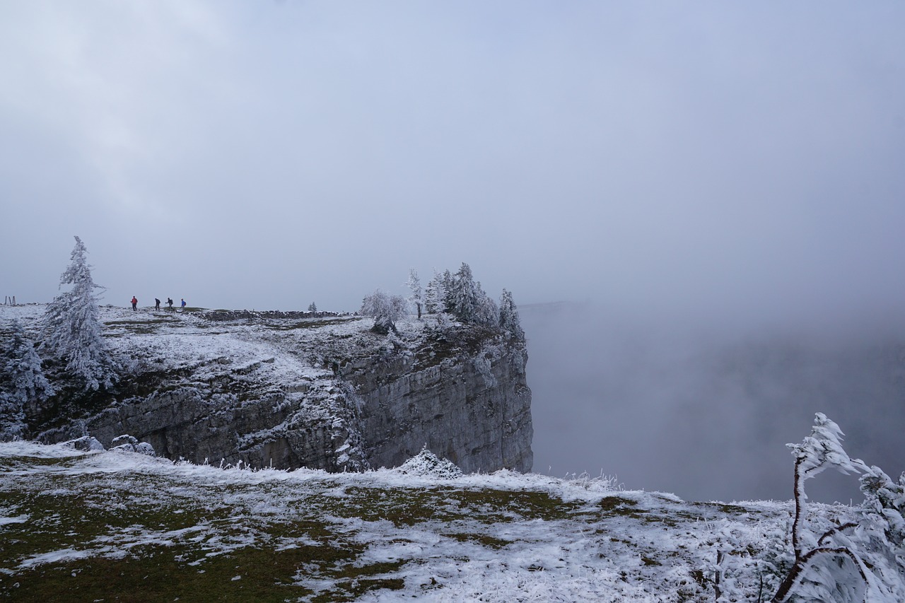 fog winter tree free photo