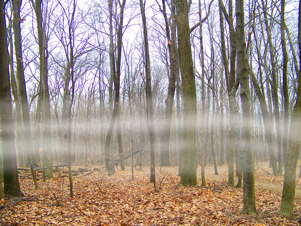 fog trees woods free photo