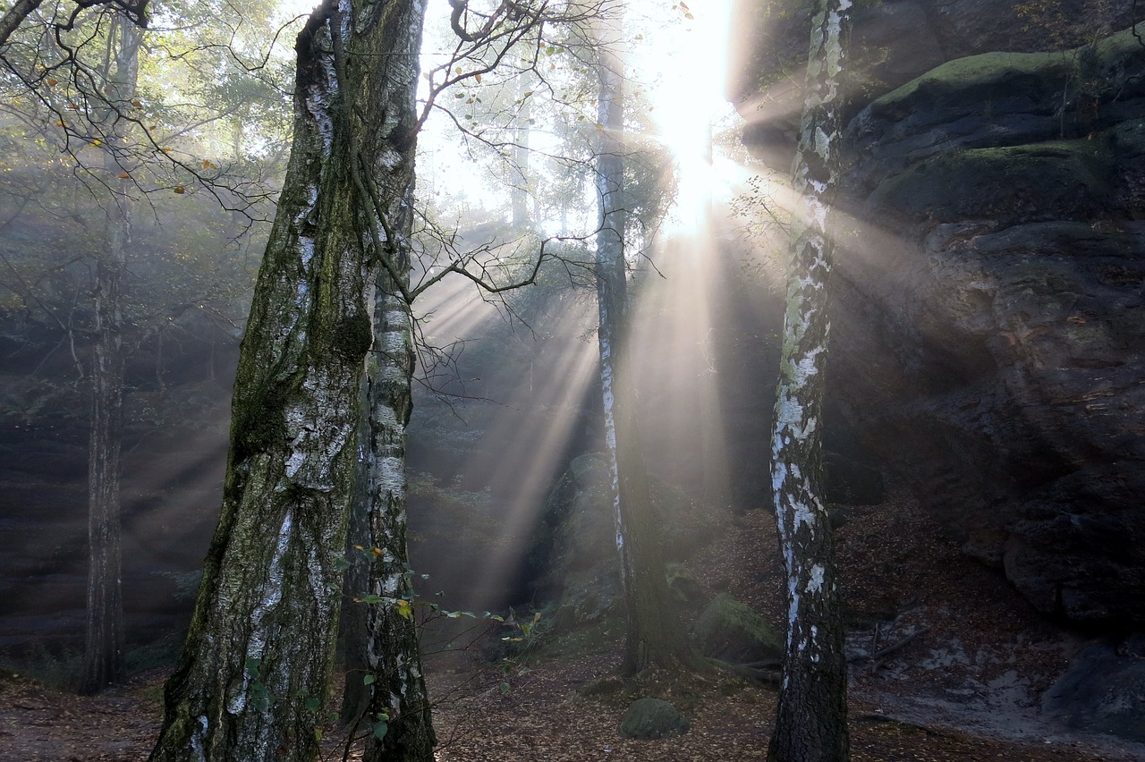 fog light sunbeam autumn free photo