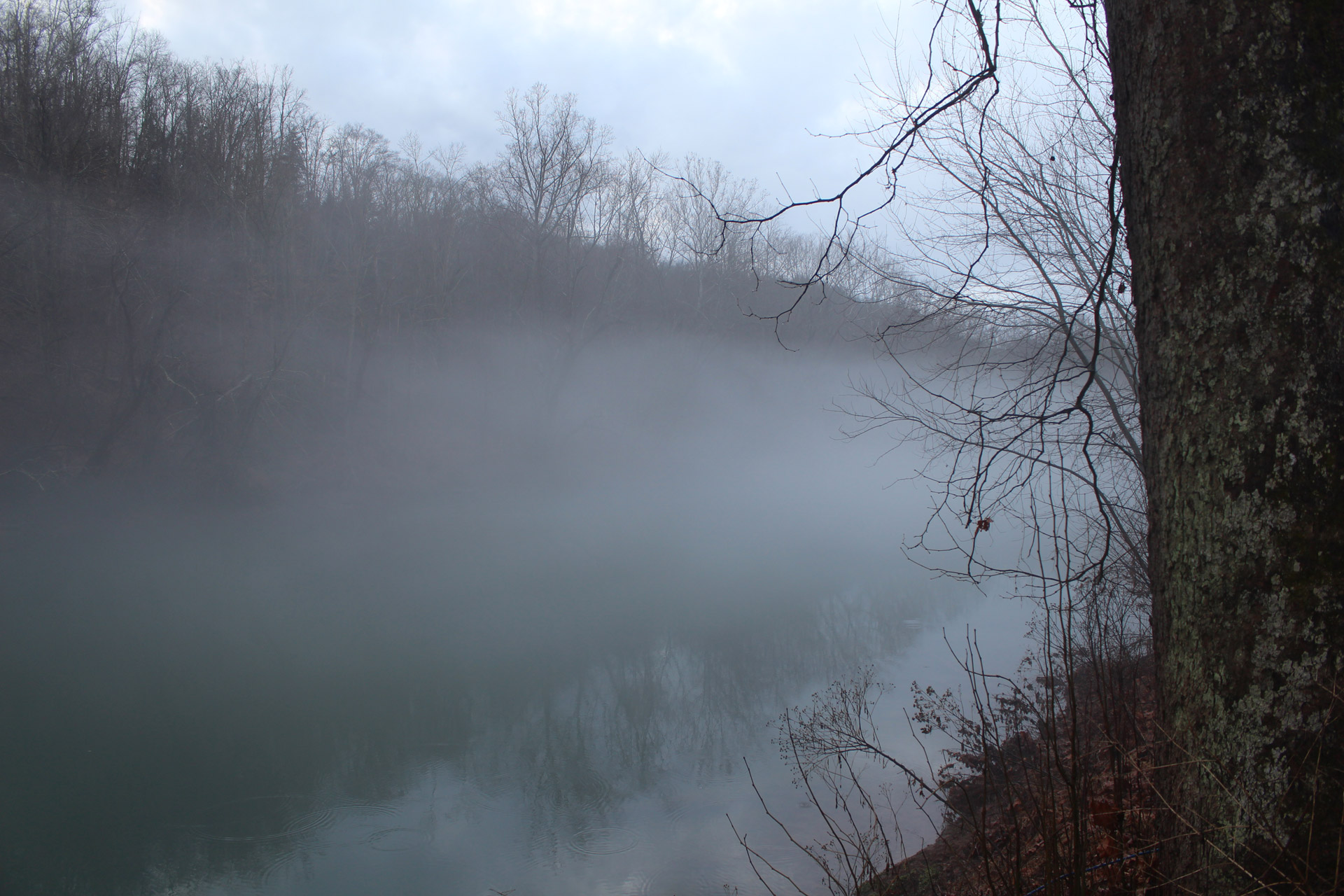 tree fog river free photo