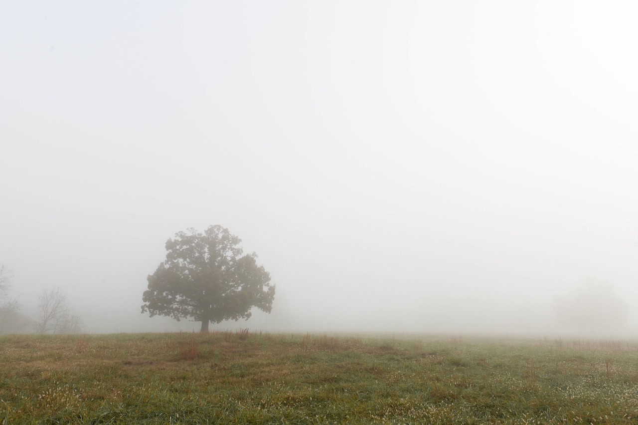 foggy tree grass free photo