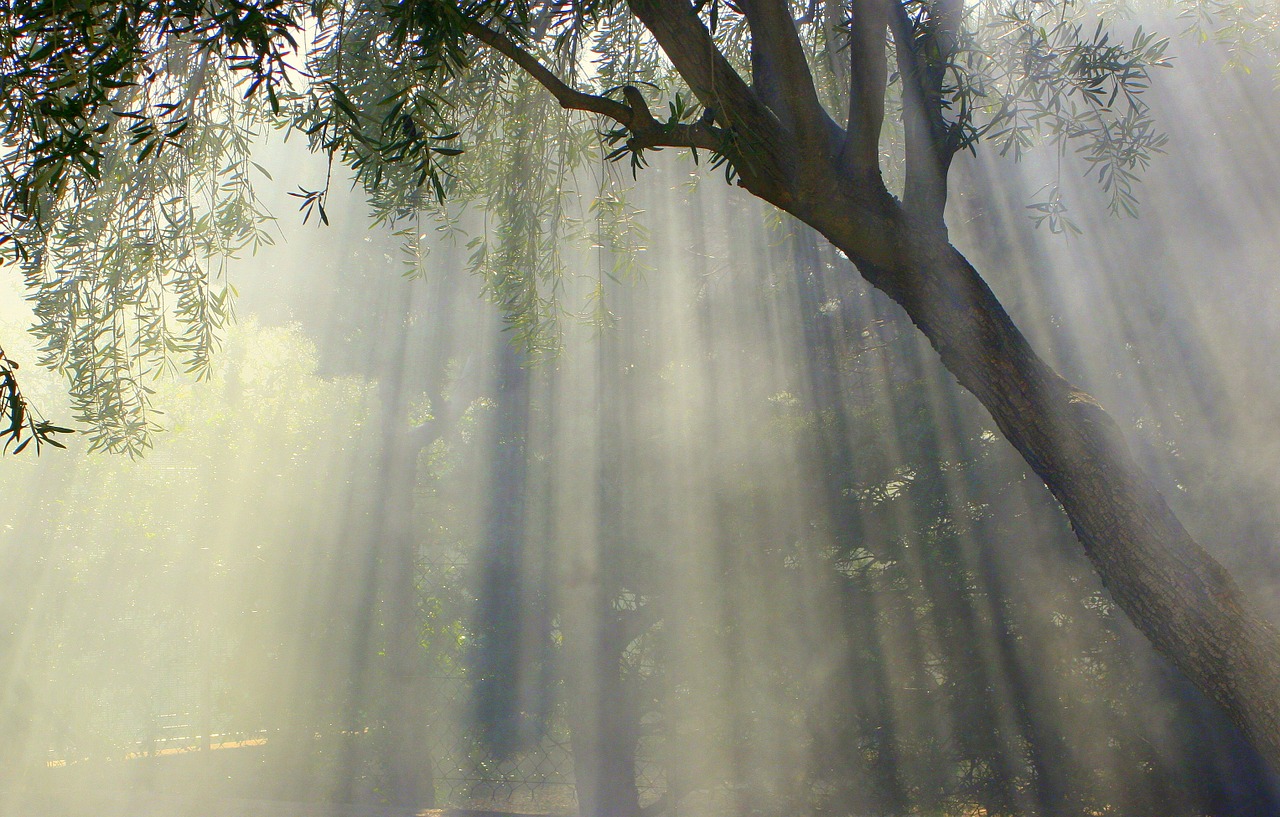 foggy olive tree sun free photo