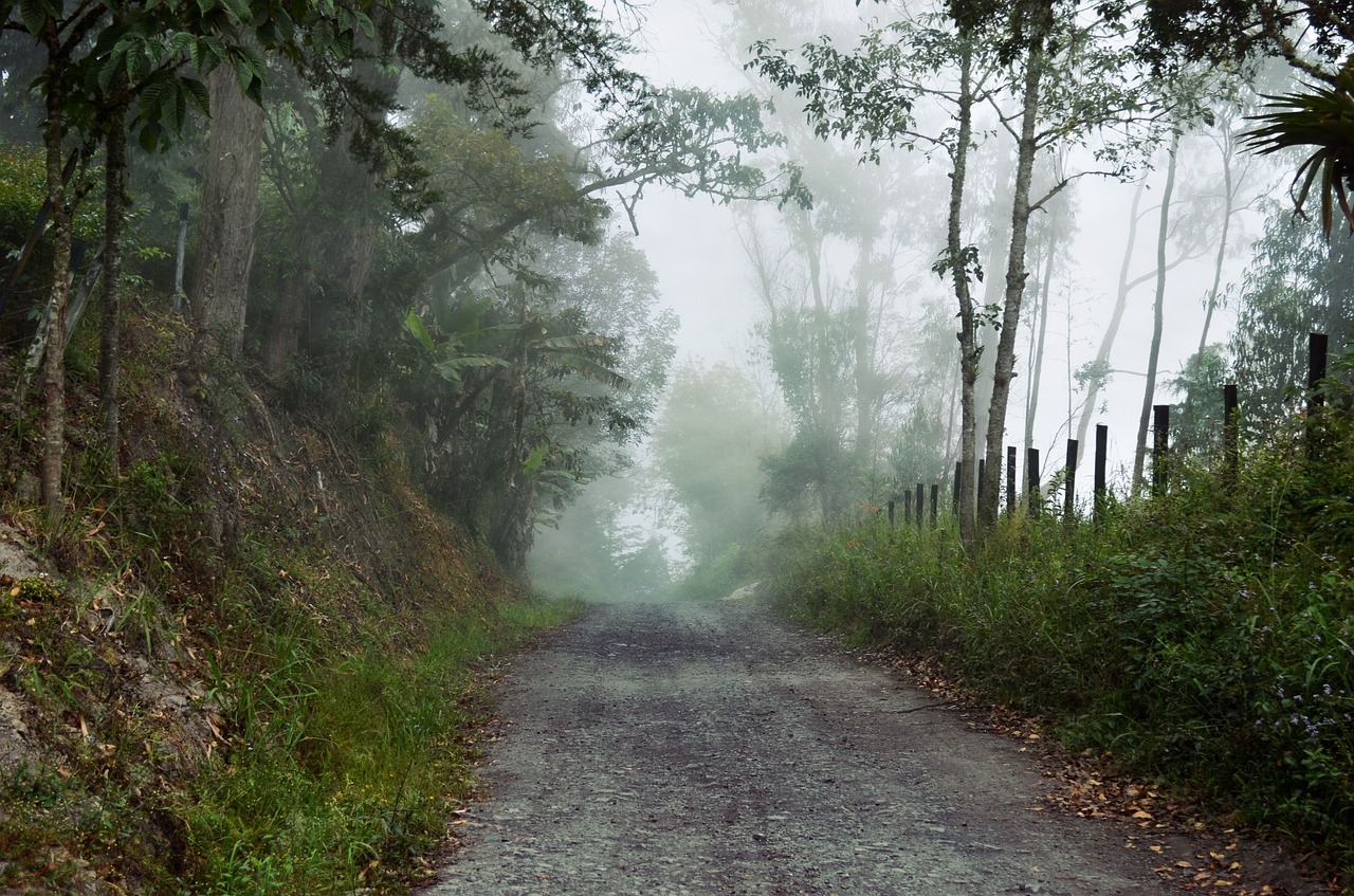 foggy pathway road free photo