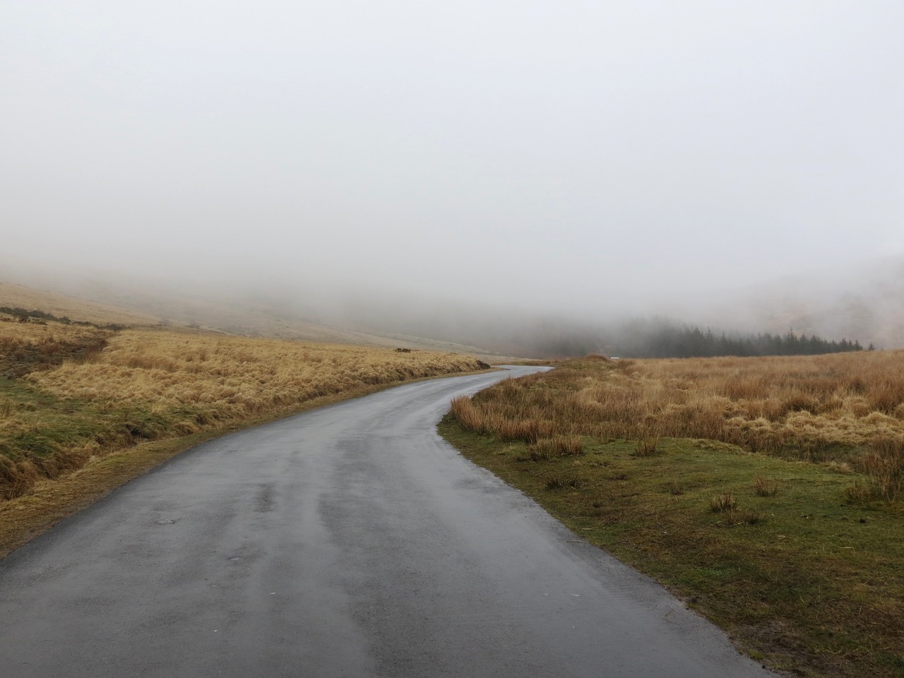 foggy roadway wet free photo