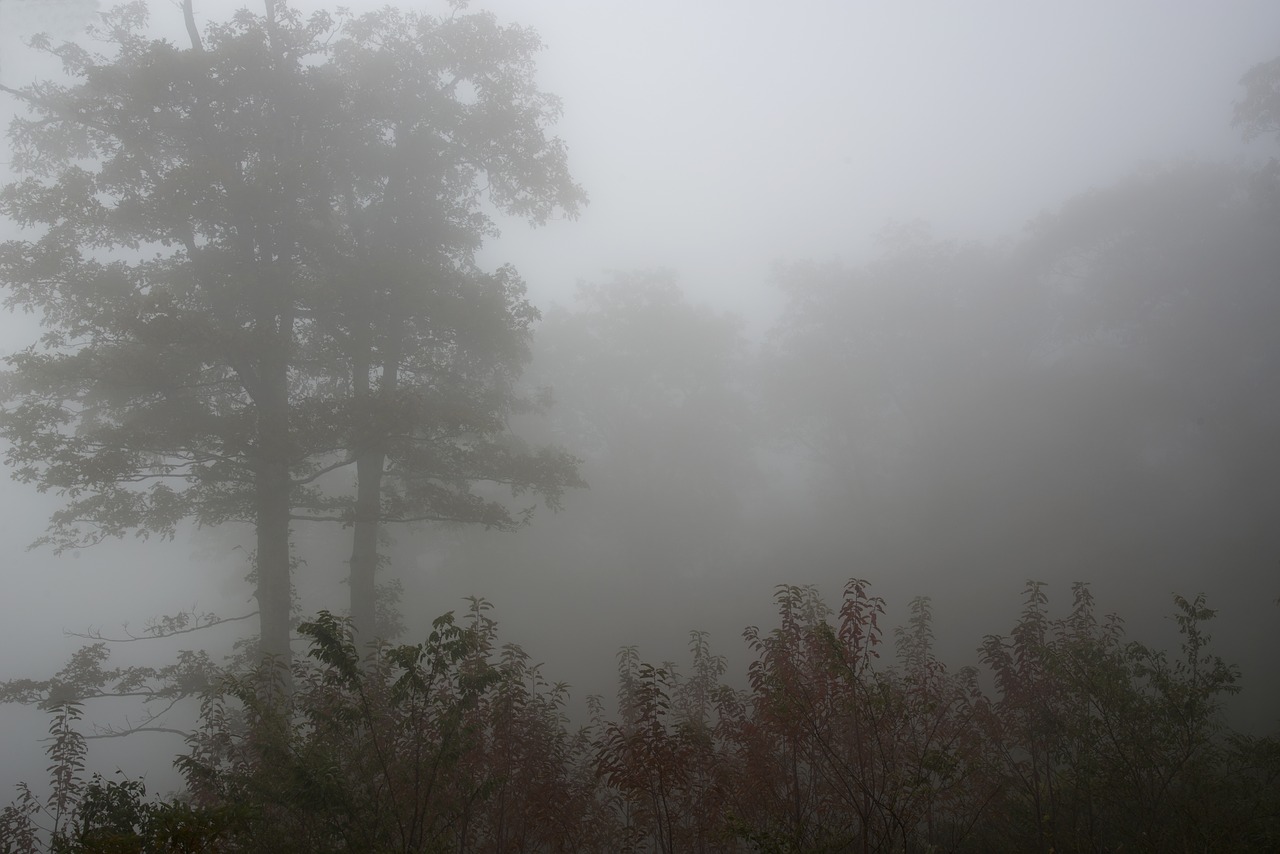 foggy landscape forest free photo
