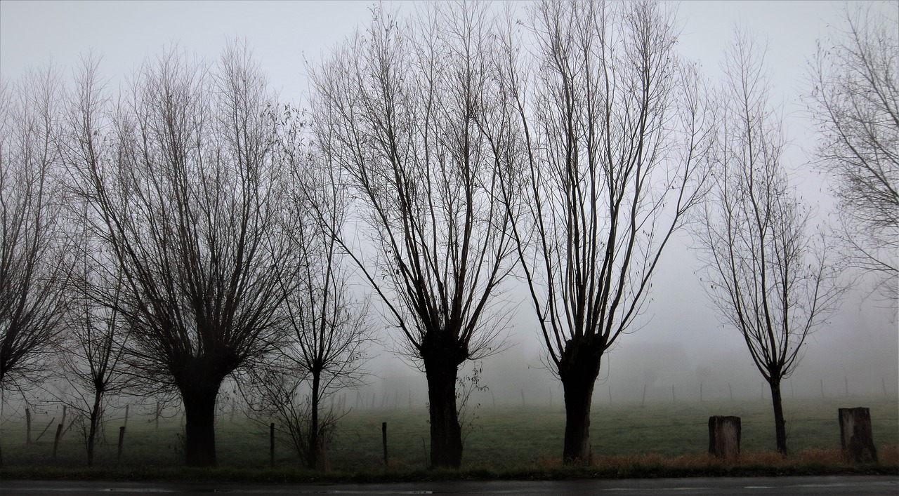 foggy forest season free photo