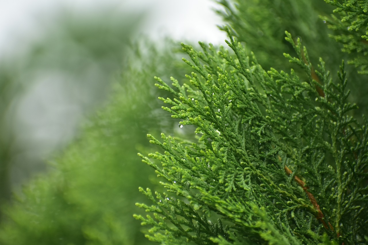 foggy pine spruce free photo