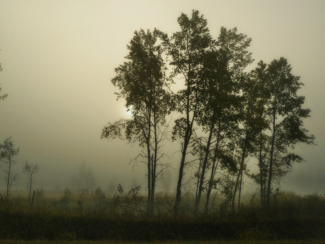 foggy morning tree free photo