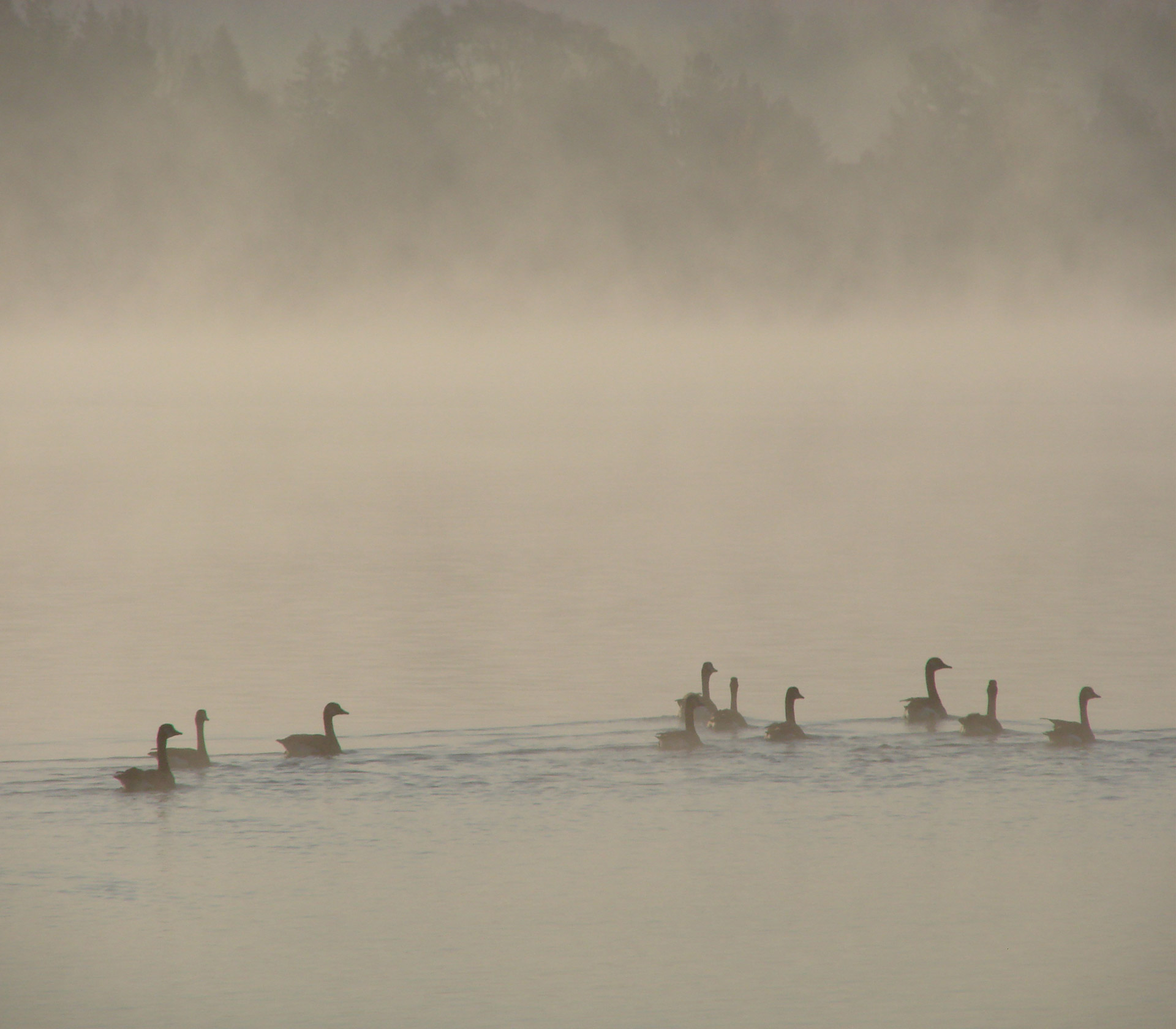 ducks fog water free photo