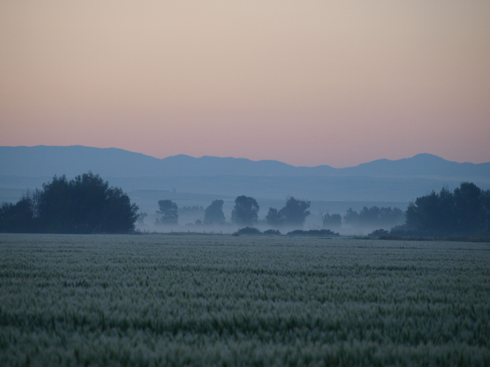 foggy fields foggy fields free photo