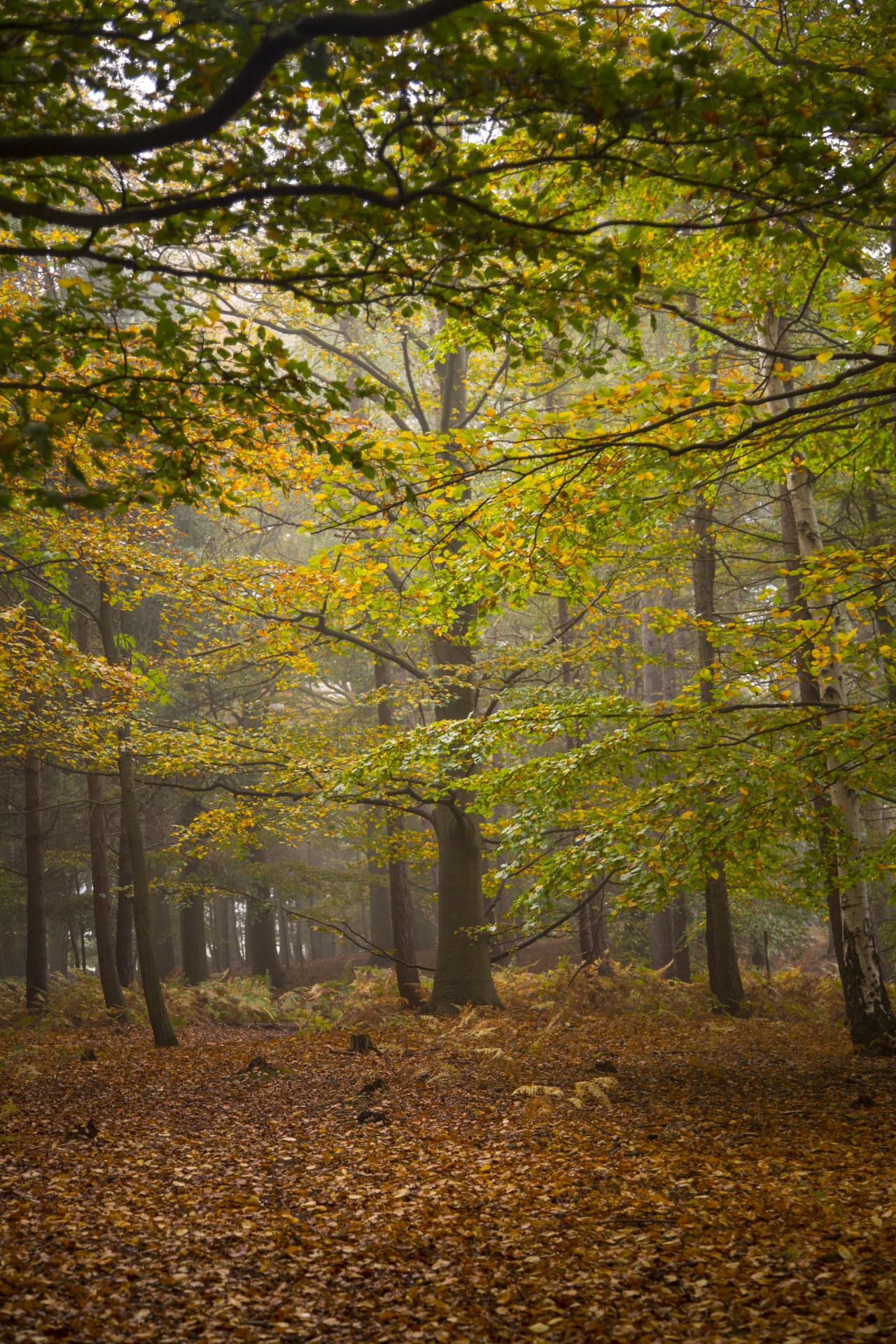 forest lord sunlight free photo