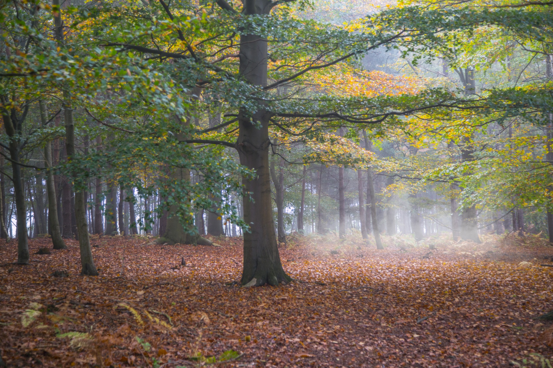 forest lord sunlight free photo